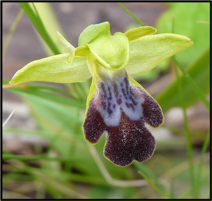 Ophrys sipontensis